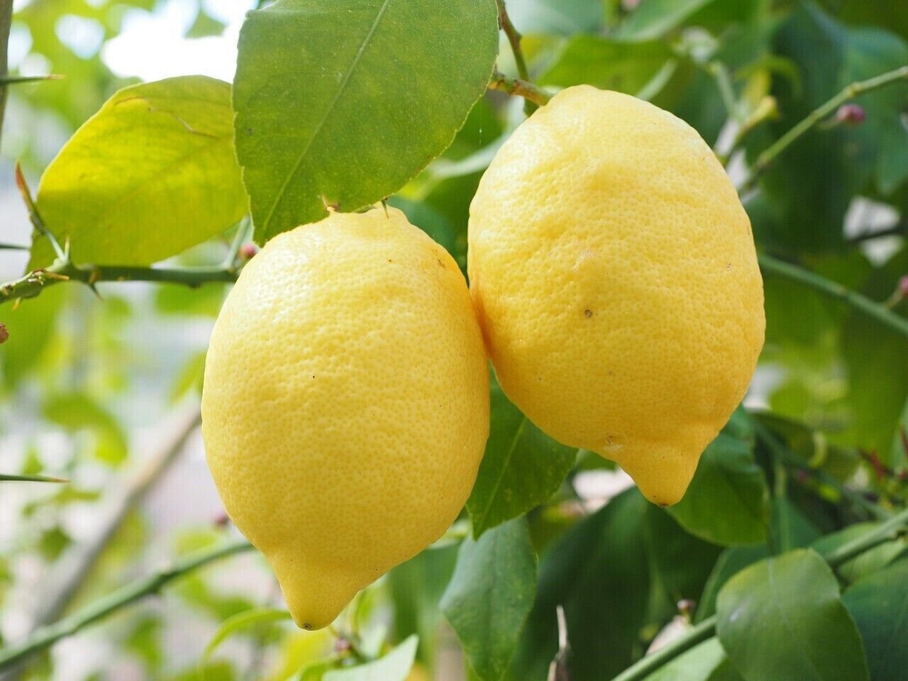 5 Seeds - EUREKA LEMON CITRUS FRUIT TREE Fruit Seeds - Fruit Garden Seeds