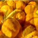 5 Seeds - NATIVE LEMONADE SEEDS Fruit Seeds - Fruit Garden Seeds
