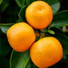5 Seeds - VALENICA SWEET ORANGE SEEDS Fruit Seeds - Fruit Garden Seeds