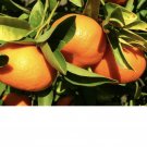 10 Seeds - Mandarin Seeds Fruit Tree Citrus Fruit Seeds - Fruit Garden Seeds