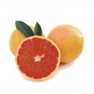 10 Orange Seeds - tree garden plant outdoor Fruit Seeds - Fruit Garden Seeds