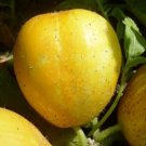 10 Seeds - CUCUMBER 'Lemon Fruit Seeds - Fruit Garden Seeds