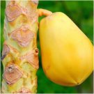 50 Seeds - Sweet YELLOW Papaya /Paw Paw Fruit Seeds - Fruit Garden Seeds