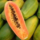 110 Seeds - Red Papaya / Red Paw Paw Fruit Seeds - Fruit Garden Seeds