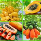 20 Seeds - RED & YELLOW PAW PAW SEEDS Fruit Seeds - Fruit Garden Seeds