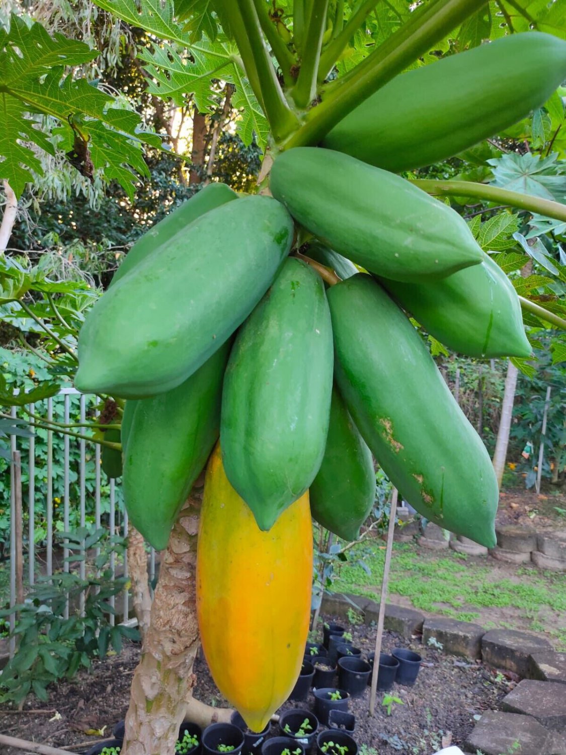 40 Seeds - Thai Dwarf Papaya (Paw-Paw) Fruit Seeds - Fruit Garden Seeds