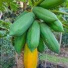 40 Seeds - Thai Dwarf Papaya (Paw-Paw) Fruit Seeds - Fruit Garden Seeds