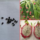 15 Seeds - Hylocereus Undatus 'Dragon Fruit' Fruit Seeds - Fruit Garden Seeds