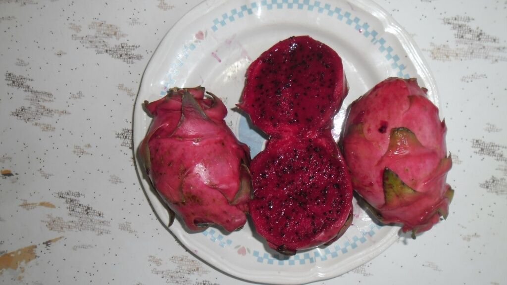 25 Seeds - PITAYA 'Dragon Fruit' Red flesh Fruit Seeds - Fruit Garden Seeds