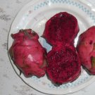 25 Seeds - PITAYA 'Dragon Fruit' Red flesh Fruit Seeds - Fruit Garden Seeds