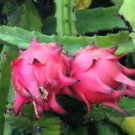 20 Seeds - DRAGON FRUIT 'RED FLESH' (Hylocereus polyrhizus) Fruit Seeds - Fruit Garden Seeds