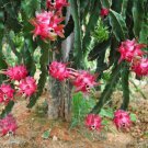 20 Seeds - DRAGON FRUIT ‘WHITE FLESH' (Hylocereus undatus) Fruit Seeds - Fruit Garden Seeds