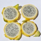 50 Seeds - YELLOW DRAGON FRUIT Seeds - Fruit Garden Seeds
