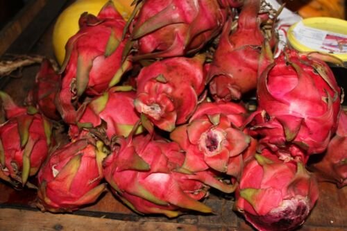 50 Seeds - RED FLESHED DRAGON FRUIT Seeds - Fruit Garden Seeds