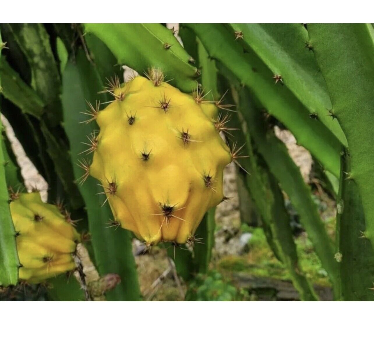 20 Seeds - Yellow Pitaya Seeds Dragon Fruit Seeds - Fruit Garden Seeds
