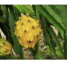 20 Seeds - Yellow Pitaya Seeds Dragon Fruit Seeds - Fruit Garden Seeds