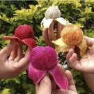 20 Seeds - Mixed Color Pitaya Seeds Dragon Fruit Seeds - Fruit Garden Seeds