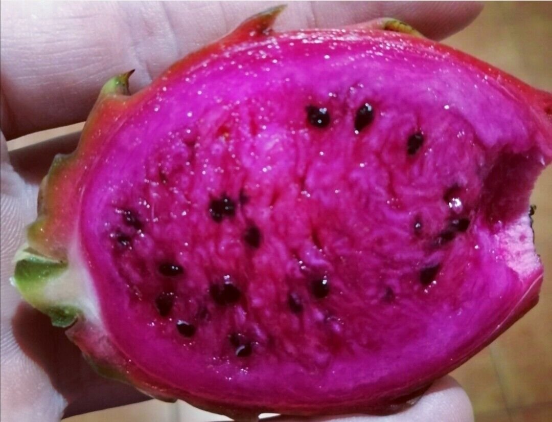 25 Seeds - Red Dragon Fruit Purple Flesh Dragon fruit Purple Pitaya - Fruit Garden Seeds