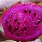 25 Seeds - Red Dragon Fruit Purple Flesh Dragon fruit Purple Pitaya - Fruit Garden Seeds