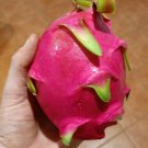 100 Seeds - White flesh dragon fruit seeds Hylocereus undata - Fruit Garden Seeds