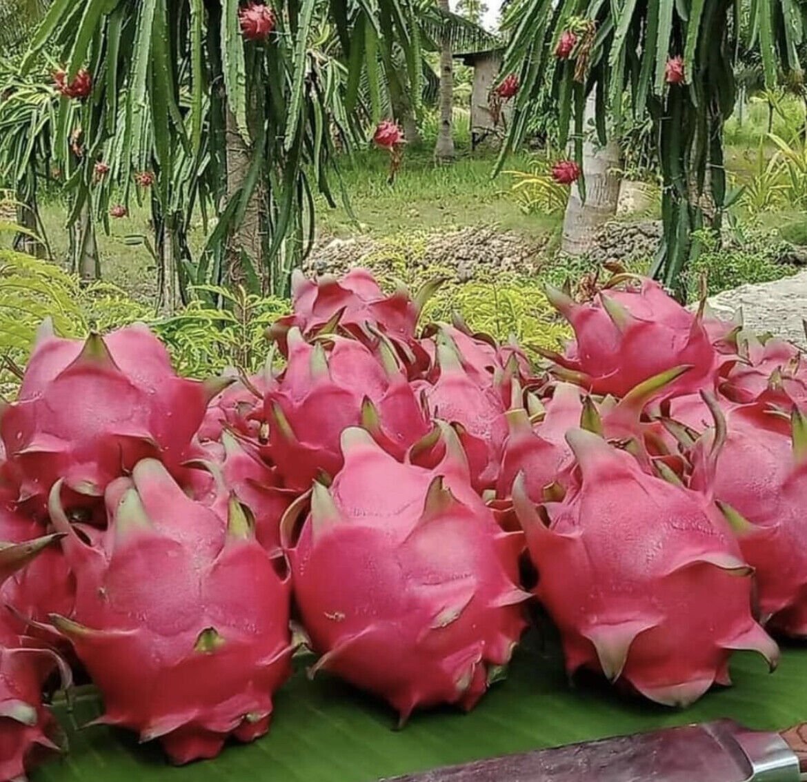 5 Seeds Pitaya Dragon Fruit Seeds Hylocereus Unda Dragonfruit Fruit Garden Seeds