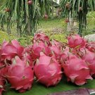 5 Seeds - Pitaya Dragon Fruit Seeds - Hylocereus Unda Dragonfruit - Fruit Garden Seeds