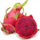 10 Seeds - Red Dragonfruit Seeds (Hylocereus undatus) Pitaya Dragon Fruit - Fruit Garden Seeds