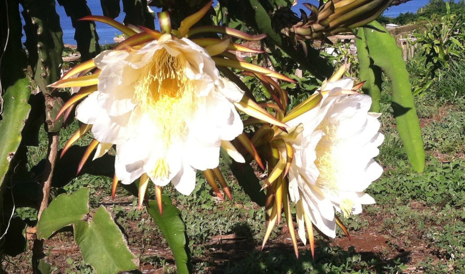 100 Seeds - DRAGON FRUIT &acirc;��WHITE FLESH' (Hylocereus undatus) - Fruit Garden Seeds
