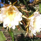 100 Seeds - DRAGON FRUIT ‘WHITE FLESH' (Hylocereus undatus) - Fruit Garden Seeds