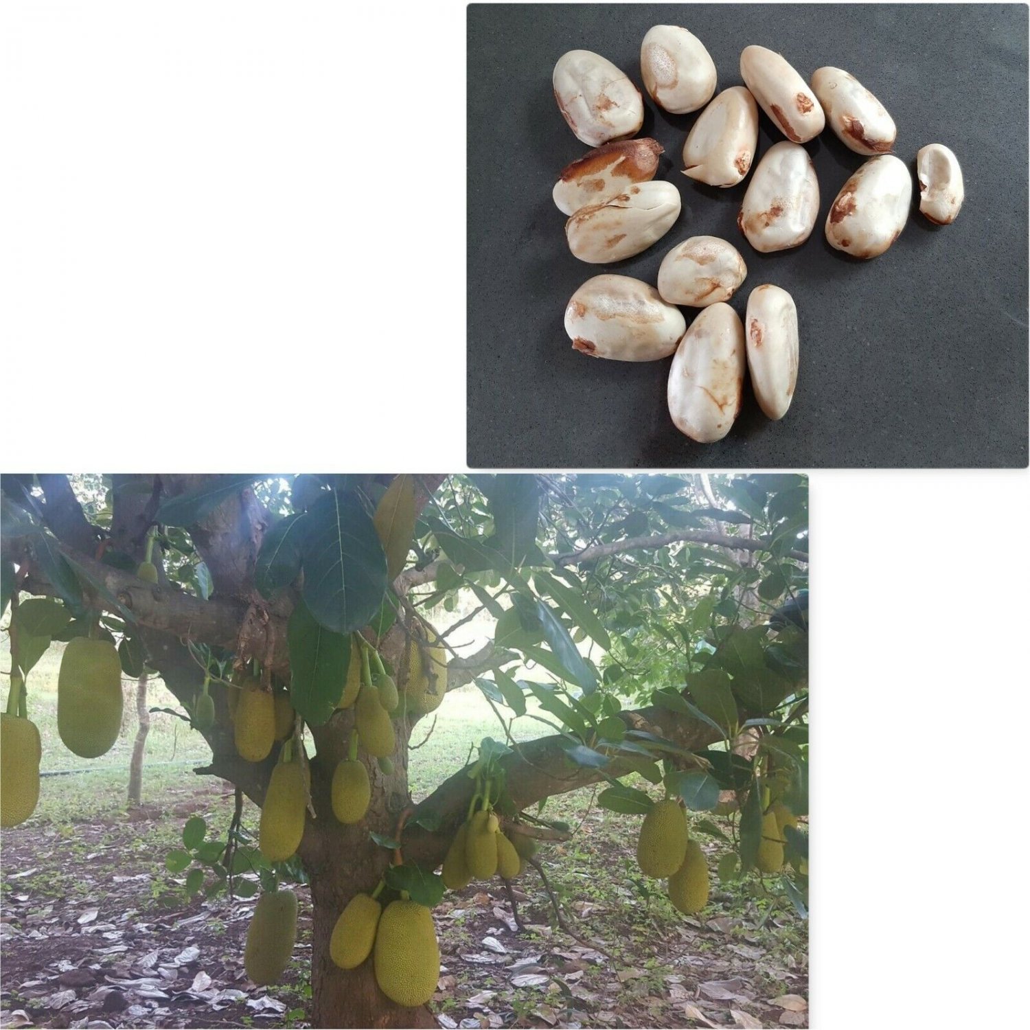 1PC - Ready to Sprout Jackfruit Seed - Fruit Garden Seeds
