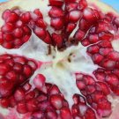 20 Seeds - POMEGRANATE FRESH SEEDS FAST TO FRUIT Seed - Fruit Garden Seeds