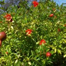 10 Seeds - DWARF POMEGRANATE BUSH SEEDS FRUIT Seed - Fruit Garden Seeds