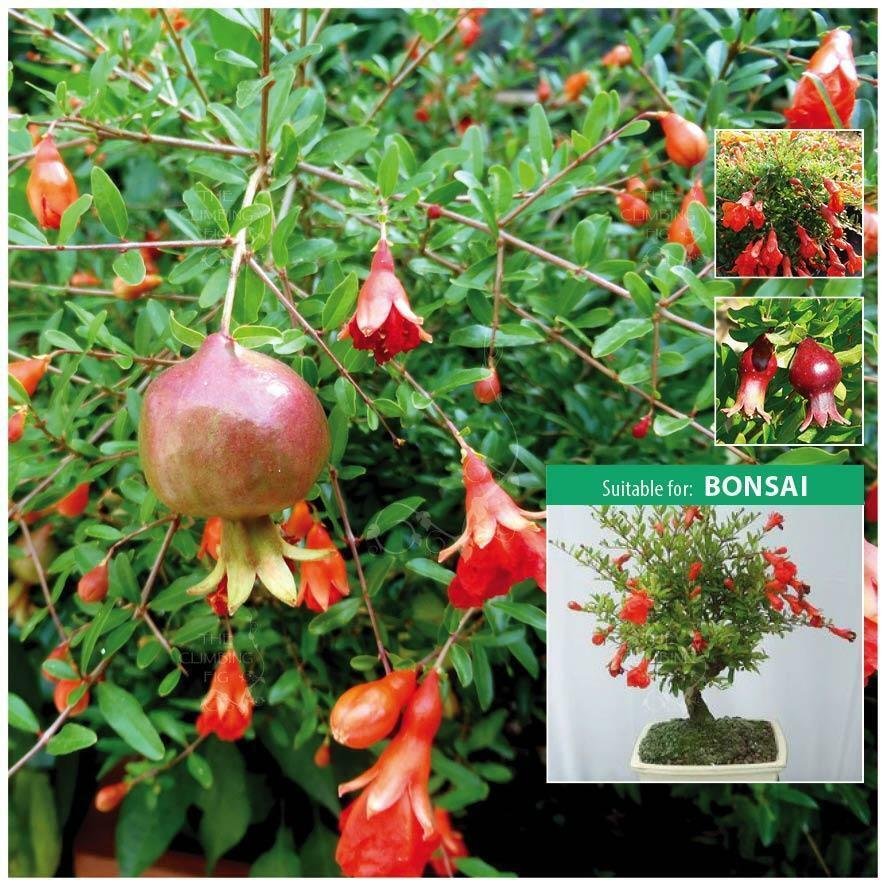 12 Seeds - Punica Dwarf Pomegranate Ideal ornamental or bonsai - Fruit Garden Seeds