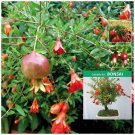 12 Seeds - Punica Dwarf Pomegranate Ideal ornamental or bonsai - Fruit Garden Seeds