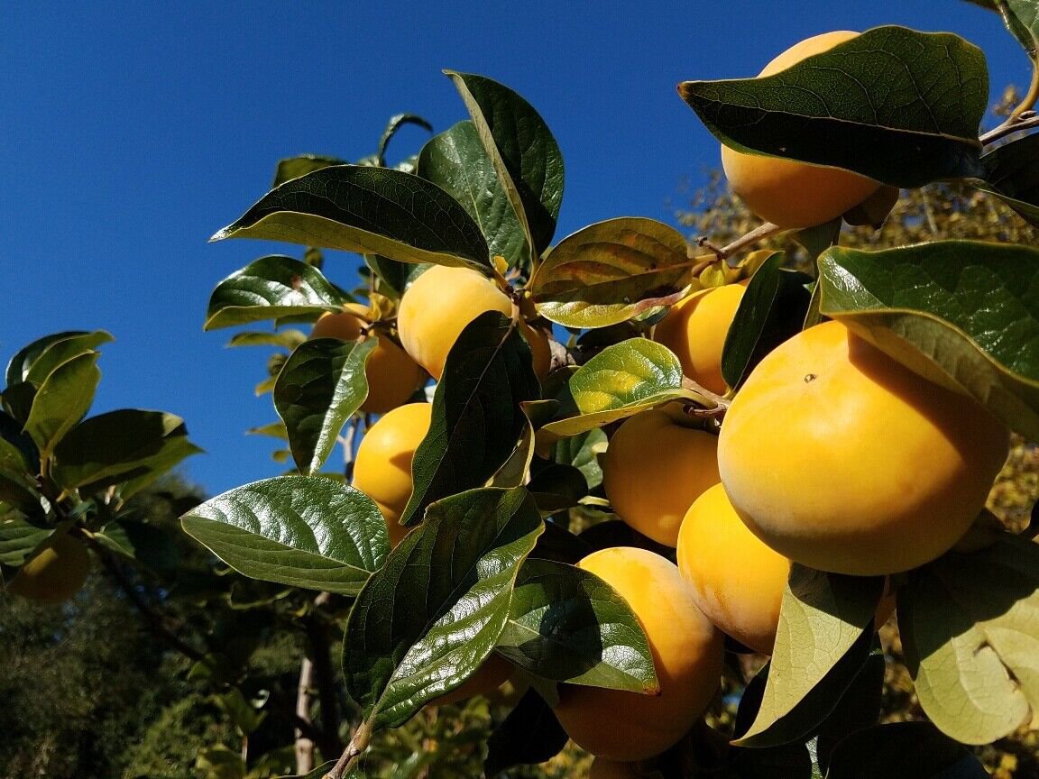 3 Seeds - COMMON PERSIMMON TREE SEEDS - Fruit Garden Seeds