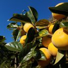 3 Seeds - COMMON PERSIMMON TREE SEEDS - Fruit Garden Seeds
