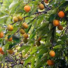12 Seeds - Persimmon Diospyros kaki astringent variety - Fruit Garden Seeds