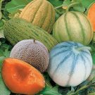 15 Seeds - ROCKMELON Heirloom Mix Cantaloupe SWEET MELON - Fruit Garden Seeds