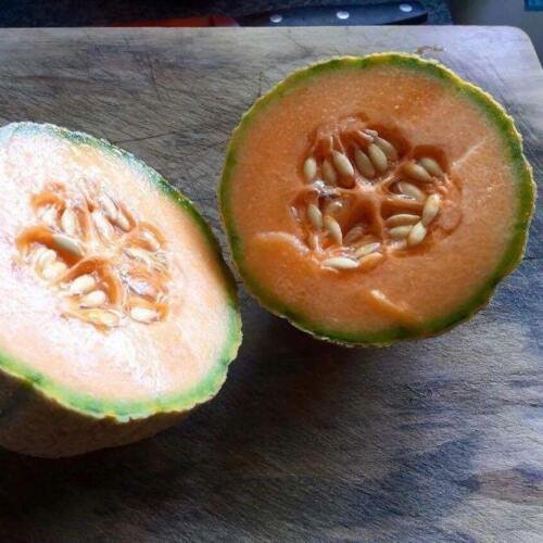 10 Seeds - Rockmelon ZATTA vegetable garden CANTALOUPE - Fruit Garden Seeds