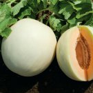 15 Seeds - Rockmelon 'HONEYDEW' Cantaloupe Fruit - Fruit Garden Seeds