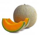15 Seeds - ROCKMELON Hales Best Jumbo Cantaloupe Fruit - Fruit Garden Seeds