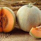 50 Seeds - Cantaloupe / Rock Melon "Hales Best" Fruit - Fruit Garden Seeds