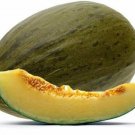 10 Seeds - ROCKMELON Piel de Sapo Cantaloupe Melon Fruit - Fruit Garden Seeds