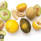 25 Seeds - ROCKMELON Heirloom Mix Cantaloupe Melon Fruit - Fruit Garden Seeds