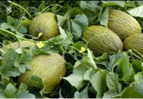 5 Seeds - ROCKMELON Piel de Sapo Cantaloupe Melon Fruit - Fruit Garden Seeds
