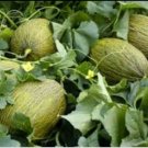 5 Seeds - ROCKMELON Piel de Sapo Cantaloupe Melon Fruit - Fruit Garden Seeds