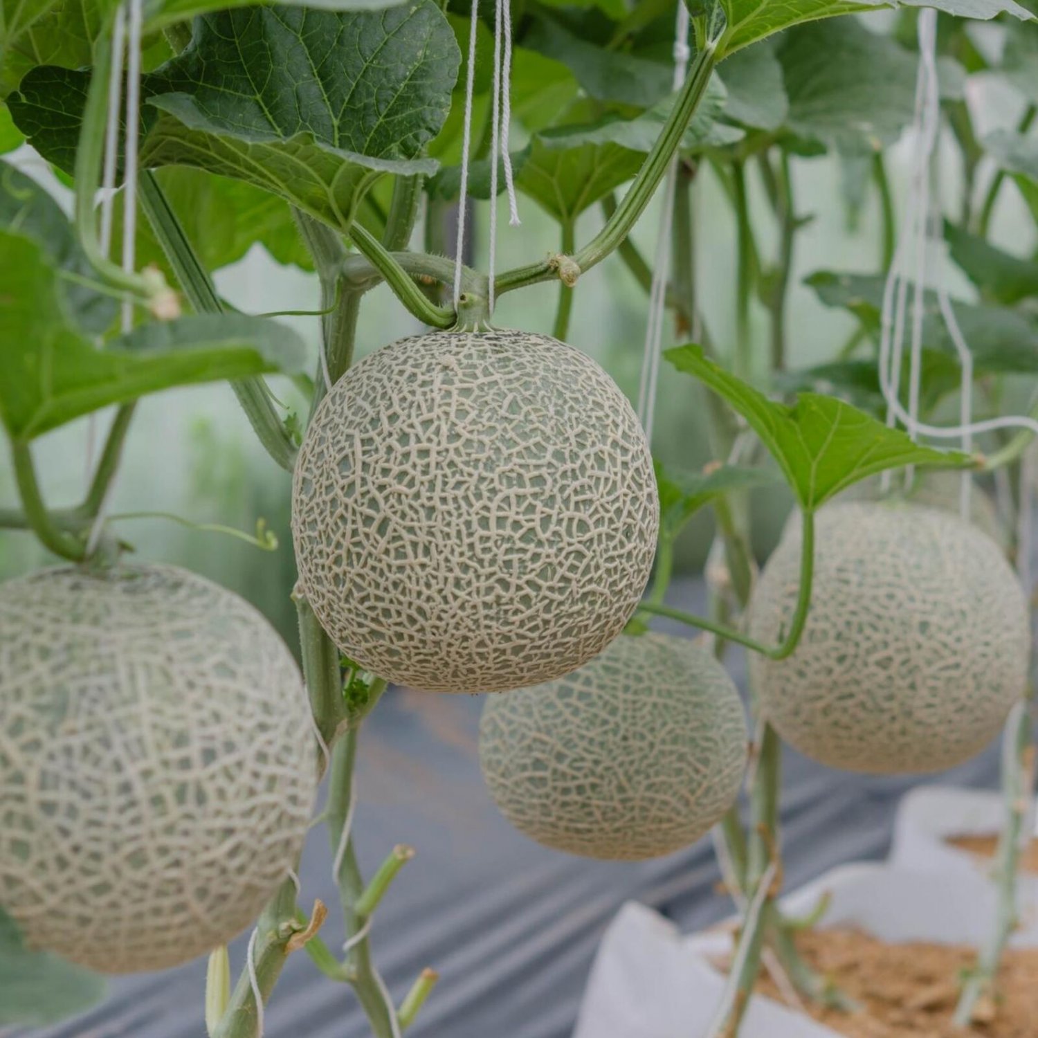 5 Seeds - Honey Rock Melon Cantaloupe Seeds Fruit - Fruit Garden Seeds