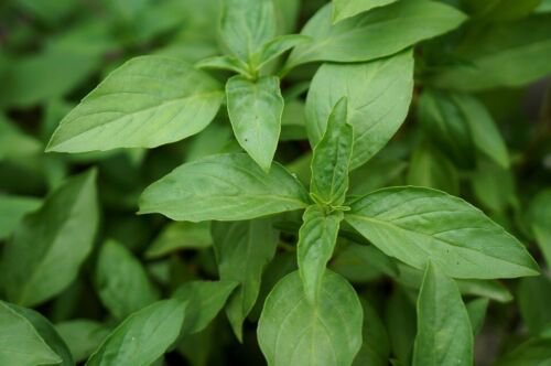 150 Seeds - BASIL 'Mrs Burns Lemon + Lime' Vegtable Seeds - Garden Seeds