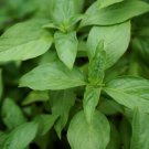 150 Seeds - BASIL 'Mrs Burns Lemon + Lime' Vegtable Seeds - Garden Seeds