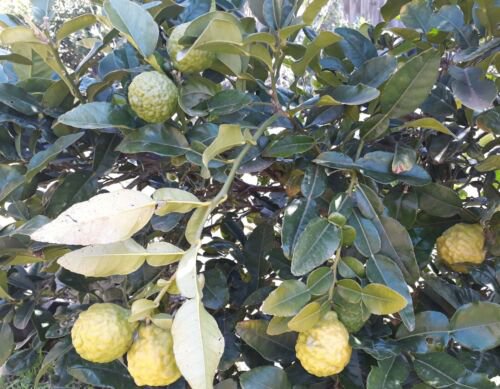 25 Seeds - Kaffir Lime Fruit Tree Seeds - Garden Seeds